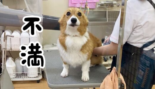 【切り抜き】あたしに何するのよ！！【犬のお風呂】