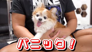 犬が一番嫌いな雷が突然鳴りパニックになりました！