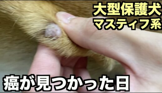 大型マスティフ系保護犬・癌が見つかった日【57 59日目】