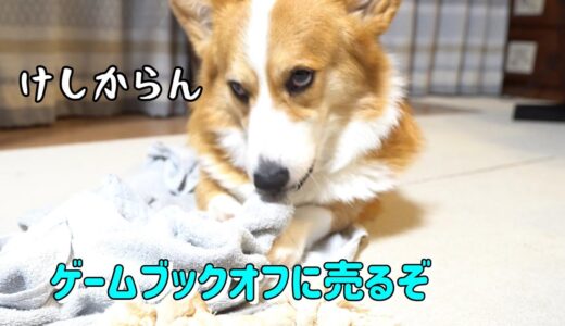 ゲームばかりする家族にモヤモヤするコーギー犬