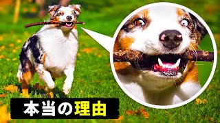 犬の行動 21種類… こんな意味があるんです！