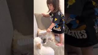 犬のお世話を邪魔したら怒る1歳娘‼︎