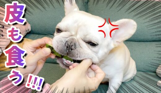 何がなんでもスイカの皮まで食べ尽くしたい犬の本気ｗｗ【フレンチブルドッグ frenchbulldog】