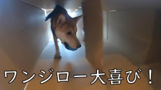 犬用迷路を作った！