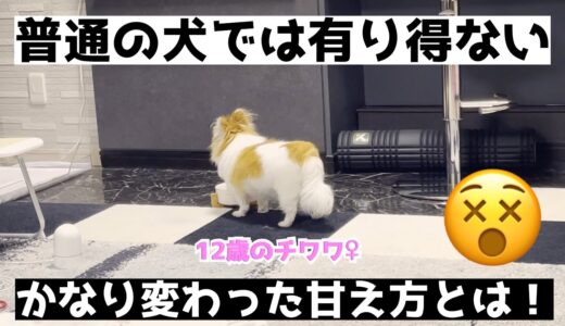 最近特に凄い！かなり特殊な甘え方をする老犬チワワがこちらです