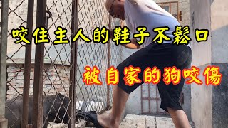 恶犬咬伤主人，主人挑逗自家加纳利犬，不慎被咬住不松口