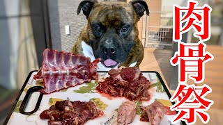 【大食い犬ASMR】生肉は飲み物で鹿骨はバッキバキに噛み砕くアメリカンブリー