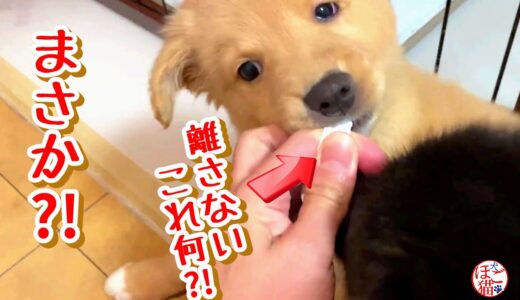 【捨て犬　子犬　子猫　保護】ヤバい！白いモノ咥えて離してくれない！