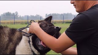 好惊险！大秋田犬看到肉以后，暴露出的护食本性真让人不寒而栗！Thrilling! Akita’s nature of food aggression is chilling!