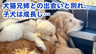 めぐり逢わせた犬猫の兄姉。子犬は成長し優しいお兄さんになっていく…