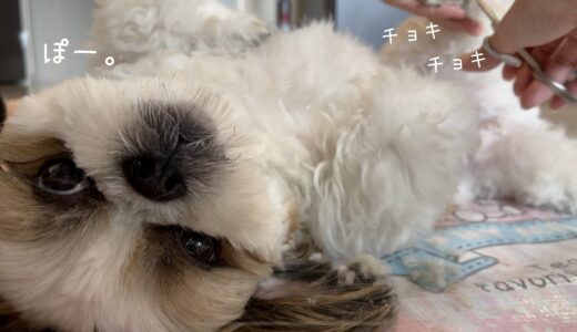 【シーズー】こう見えてカット中ですwww【犬Vlog】