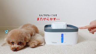 この犬、とんでもないことをやらかしてくれました…