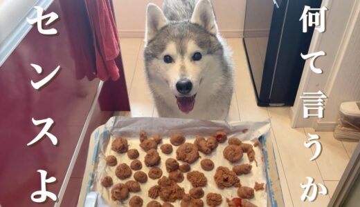 【可愛く】夏にピッタリな犬用アイスシャーベットを作ってみたけどわりかし悲惨。【なる予定でした】