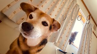 天ぷら蕎麦とワンカップ“男山“で晩酌 /犬と猫 / ノンノの森 クリン草『vlog 北海道・道東の暮らし』