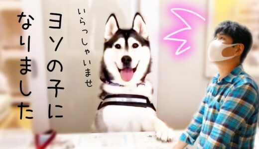 小学生です、家出して働き始めました ハスキー犬