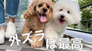 【すれ違いの二人】家と外で性格が違う犬達