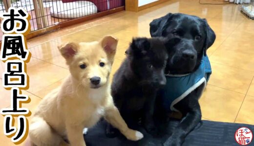 【捨て犬　子犬　子猫　保護】お風呂上りの仔犬と子猫とラブラドール