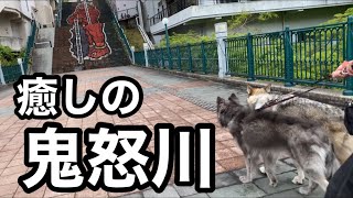 【鬼怒川】鬼と遭遇できる場所【犬連れ】