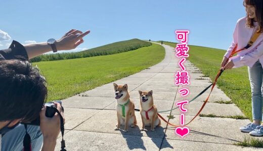 ノリノリでモデル犬しちゃう柴犬が可愛いすぎる！！