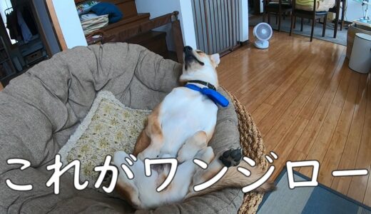 すごいポーズの犬