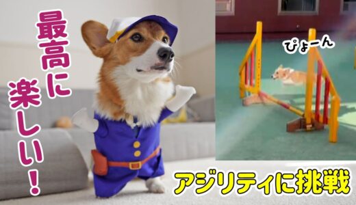 コーギーのトレーニング！こんなに出来るようになりました！【飛行犬】