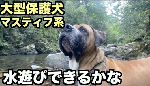 大型マスティフ系保護犬・水遊び【51 53日目】