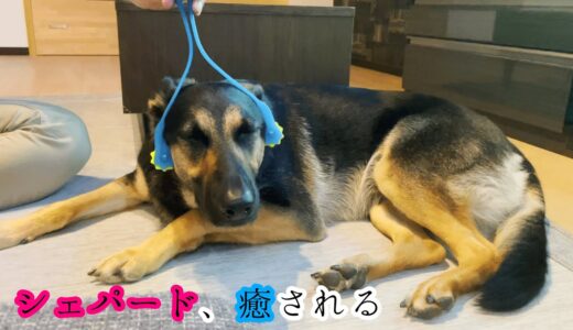 犬用マッサージ器「わんこの癒し」でシェパード犬を癒してみた【German Shepherd】 My Dog Tries The Massager Only For Dogs