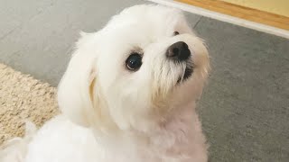 【検証】賢い犬は壁に手をつくらしいのでやってみたら天才だった【マルチーズ】