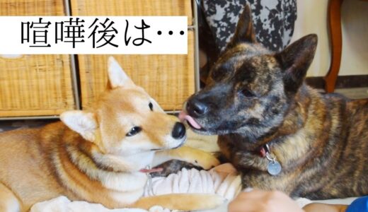 前回のガチ喧嘩からその後どうなったかといいますと…【甲斐犬・柴犬】【音量注意】