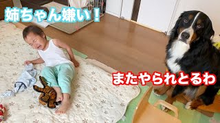 【犬と赤ちゃん】ある雨の日の朝をほのぼのと過ごす　バーニーズマウンテンドッグ　 bernese mountain dog