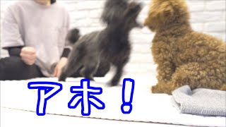 コントみたいなプロレスをする犬達