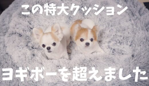 犬も人間もダメにしてしまう究極のクッション入手しました！