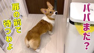 後輩犬もパパの帰りが遅いと怒るようになりました【コーギー】