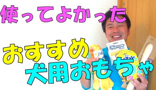 【犬　おもちゃ】犬が喜んで遊んでくれる！園長オススメのおもちゃ♪〖犬のしつけ幼稚園＠神戸〗byかずま先生