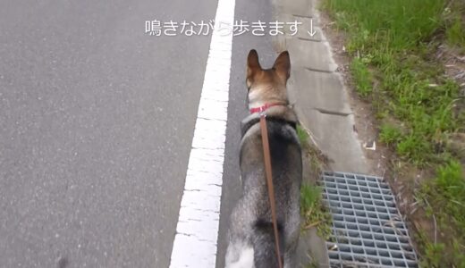 雄犬がいる家の前を 鳴きながら歩く