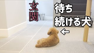 弟の手術を待つ兄犬とパパの姿が笑（かな）しい