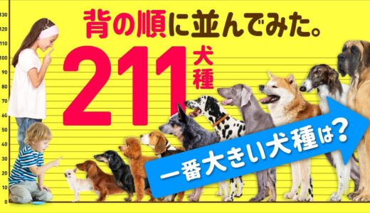 【2021年最新】❤️大きい犬ランキング（日本公認全211犬種体高比較）