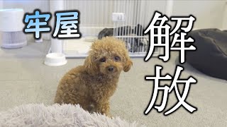 牢屋から解放された犬がとった行動がこちら【感動】