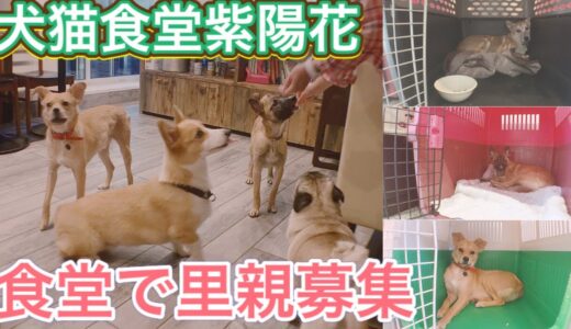 保護犬を保護する食堂　紫陽花さん紹介します