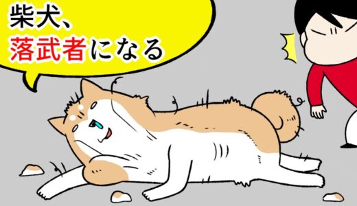 【犬まんが】哀れな柴犬が『落ち武者』になる時期