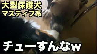 大型マスティフ系保護犬・アデ姉ちゃん大好き❤︎【72 74日目】