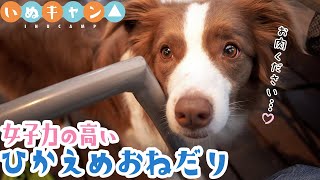 【女子力高い犬】ボーダーコリーの控えめなおねだりが反則級に可愛すぎ！！【大雨BBQ】