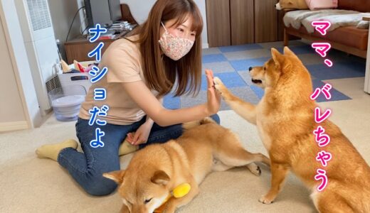 食いしん坊犬の目を盗んでおやつを食べれるのか！！やってみた…