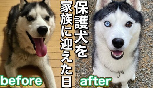 誰も居ない家に放置されてた大型犬を保護しました【保護犬】