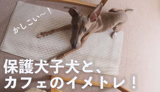 保護犬イタグレと姉犬、一緒に散歩してカフェのイメトレ。目指すは優雅なティータイム！？【Day50】