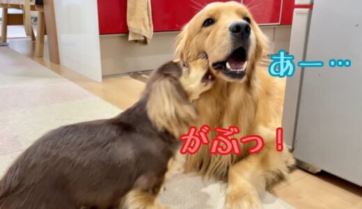 無抵抗な大型犬を容赦なく噛みまくる小型犬と、理不尽さを顔で訴える大型犬。ゴールデンレトリバーのクッキーとミニチュアダックスフンドの子犬ショコラとの幸せな日常