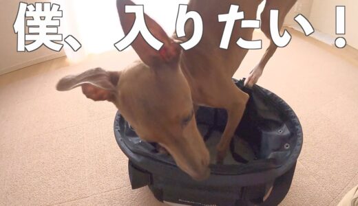 バスケットに必死で入ろうとする保護犬が、可愛いすぎる！！【Day42】