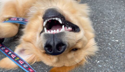 見慣れたけど、やっぱりこの犬ヘンです（笑）🦮🐾ゴールデンレトリバー