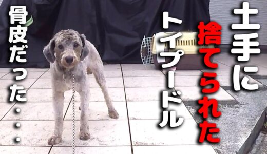 捨てられた犬が初めて寄ってきた 切なくて心が締めつけらる 保護犬の変化に・・・トイプードル　ハスキー犬