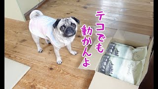 パグが本気で意地を張るとこうなる パグ犬ぷぅPug